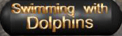 swimming with dolphins